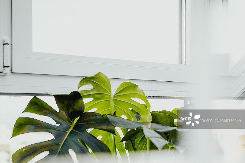 阳光阴影下的龟背竹图片素材