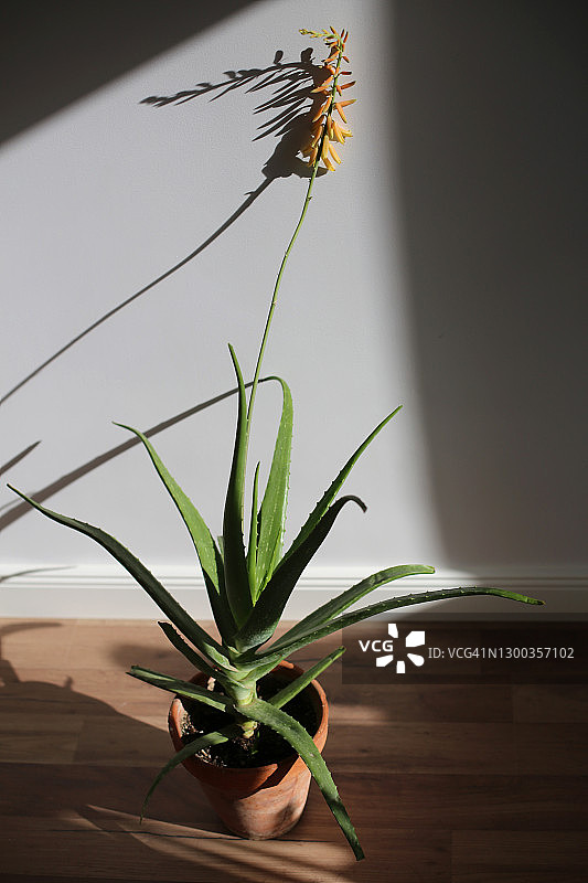 家中盛开的库拉索芦荟图片素材