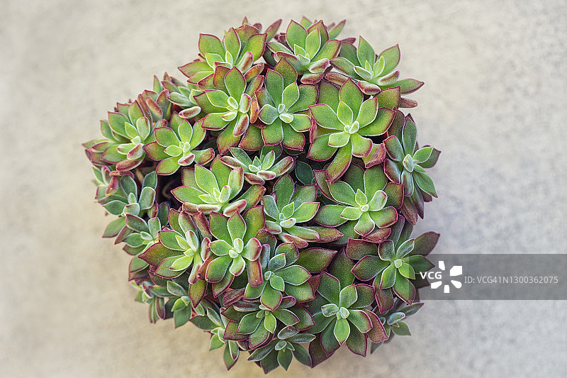 美丽的鲁比拖鞋景天植物图片素材