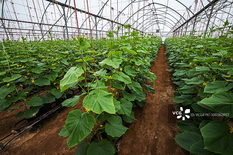 温室大棚内种植的成排无土栽培黄瓜图片素材