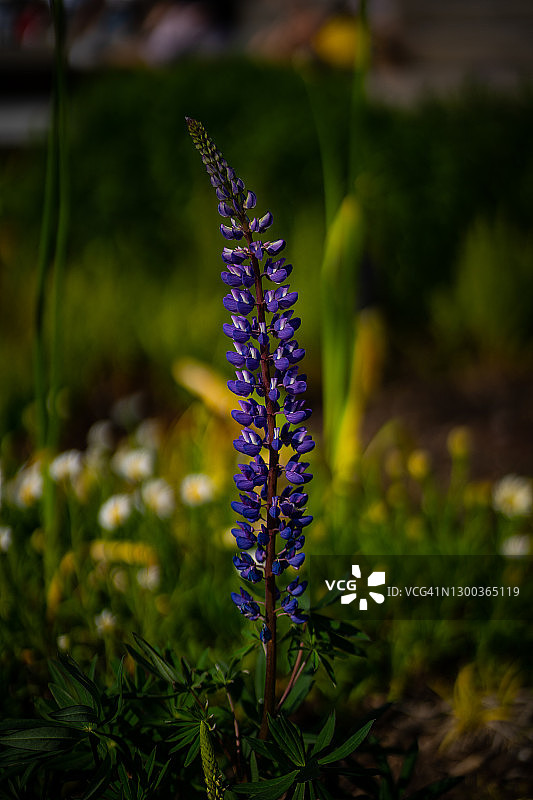 羽扇豆花图片素材
