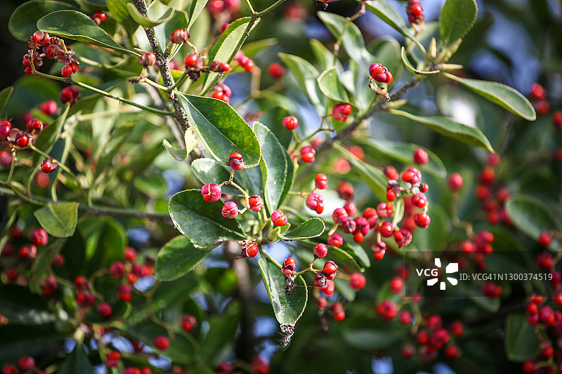 北美冬青图片素材