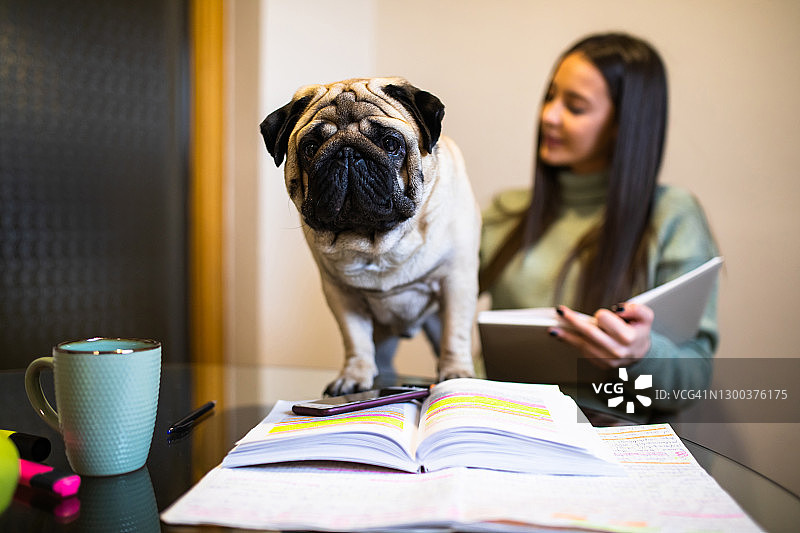 “铲屎官，你在看什么书？”图片素材
