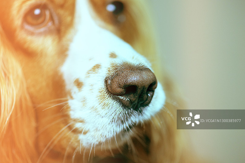 可卡犬宠物狗特写图片素材