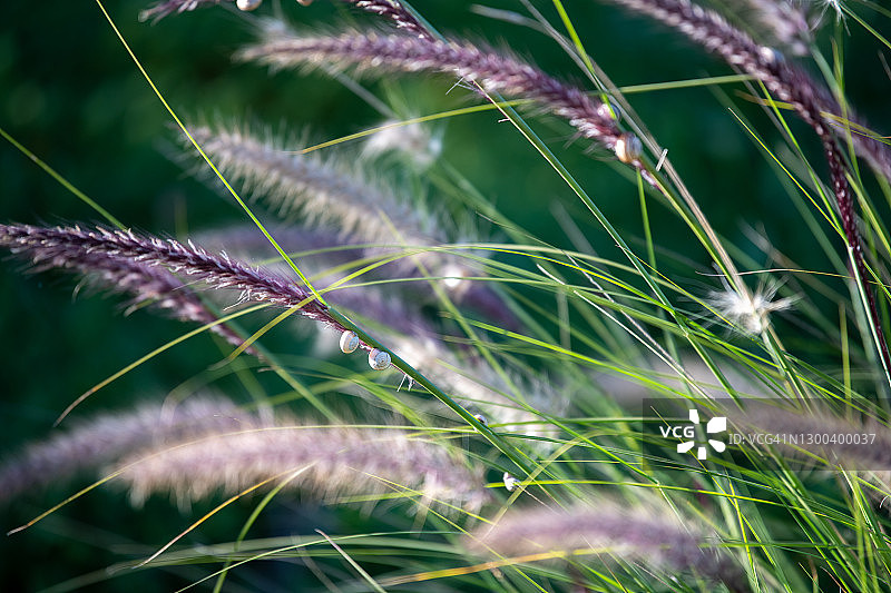 喷泉草丛中的蜗牛图片素材