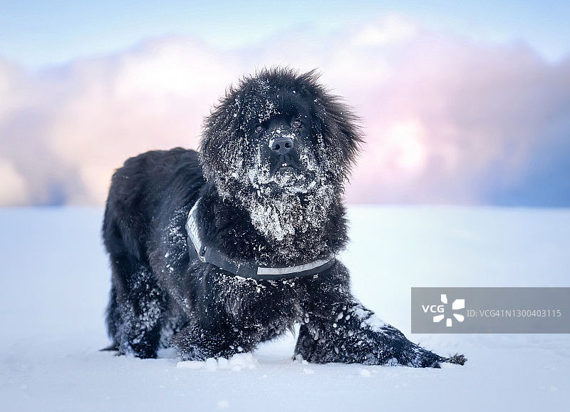 纽芬兰犬肖像图片素材