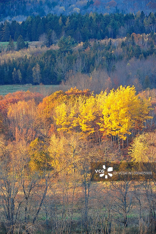 加拿大新不伦瑞克省弗雷德里克顿圣约翰河沿岸的秋叶图片素材