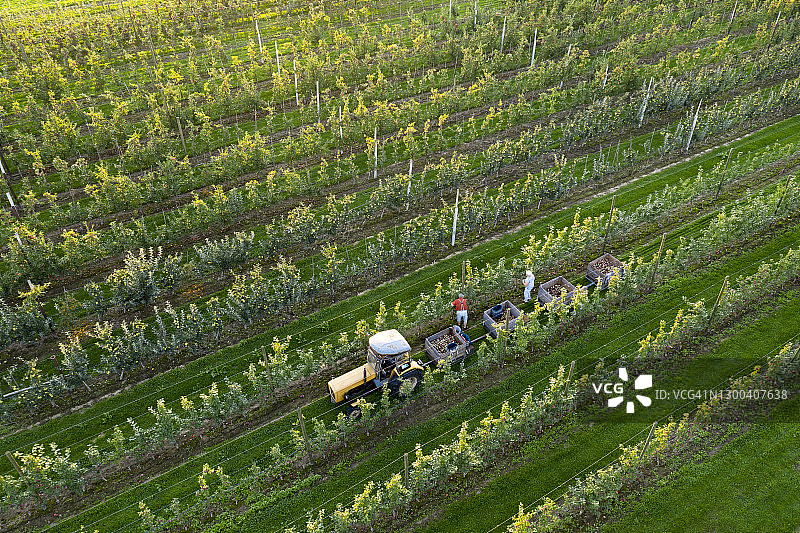 空中视角：拖拉机在果园里收获苹果图片素材