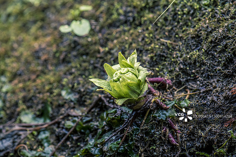 蜂斗菜芽，在山涧岸边图片素材