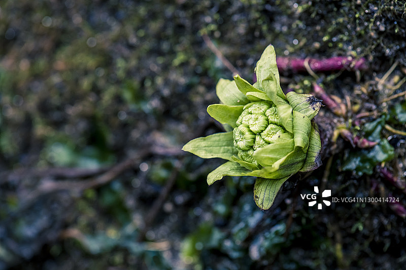蜂斗菜芽，在山涧岸边图片素材