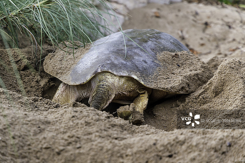 乌龟挖巢图片素材