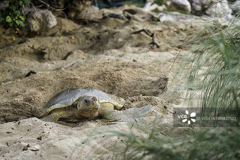 乌龟挖巢图片素材