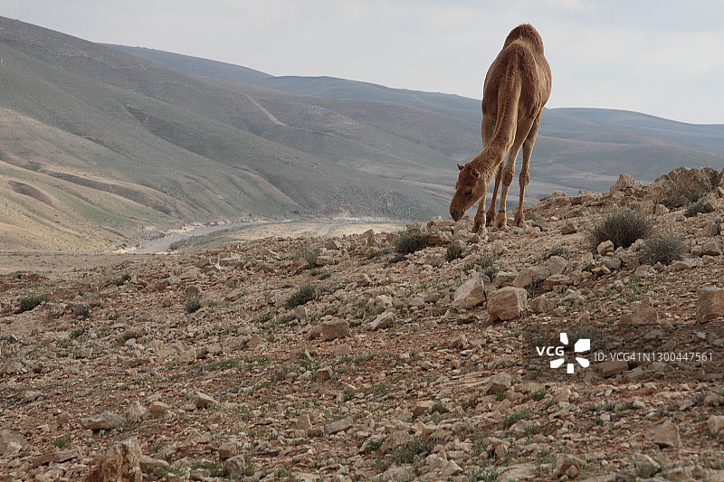 沙漠之舟正在享用午餐图片素材