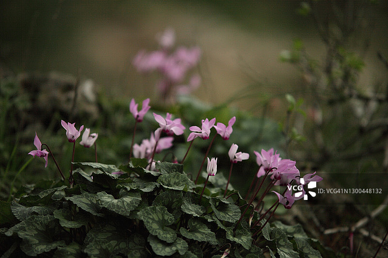 粉色仙客来图片素材