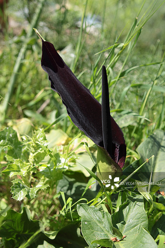 狂野的黑美人图片素材