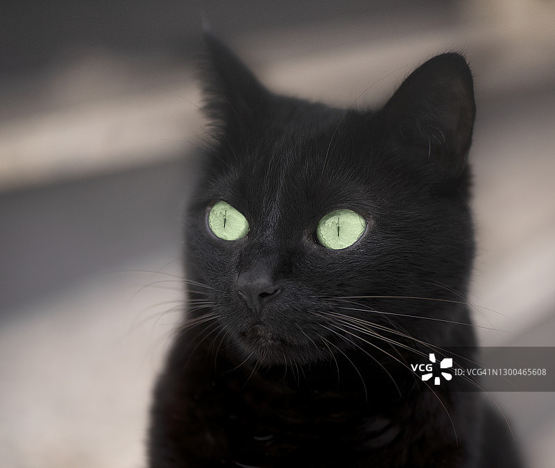 绿眼睛的黑猫图片素材