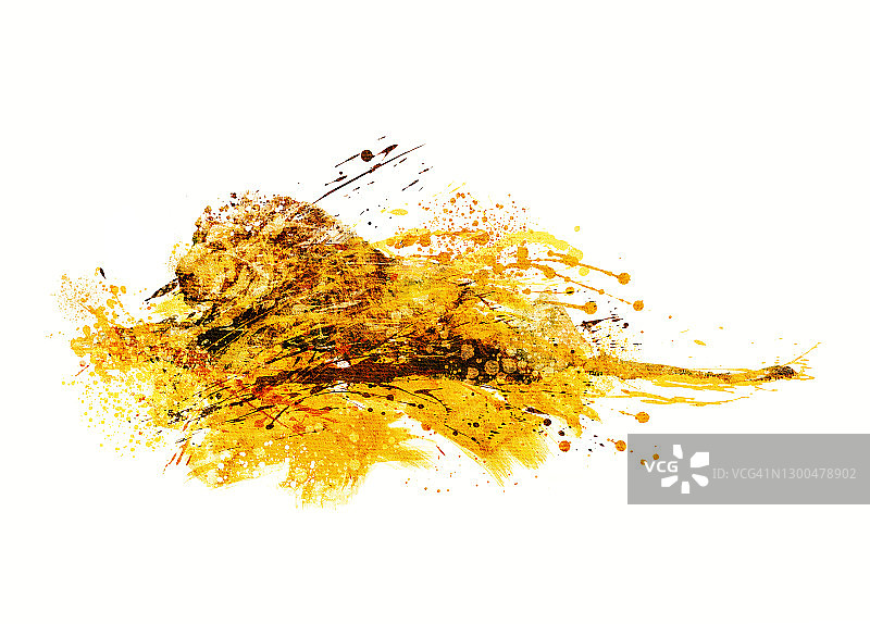 狮子插画图片素材