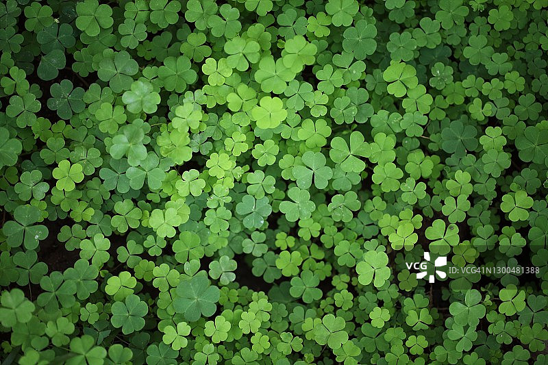 三叶草特写图片素材