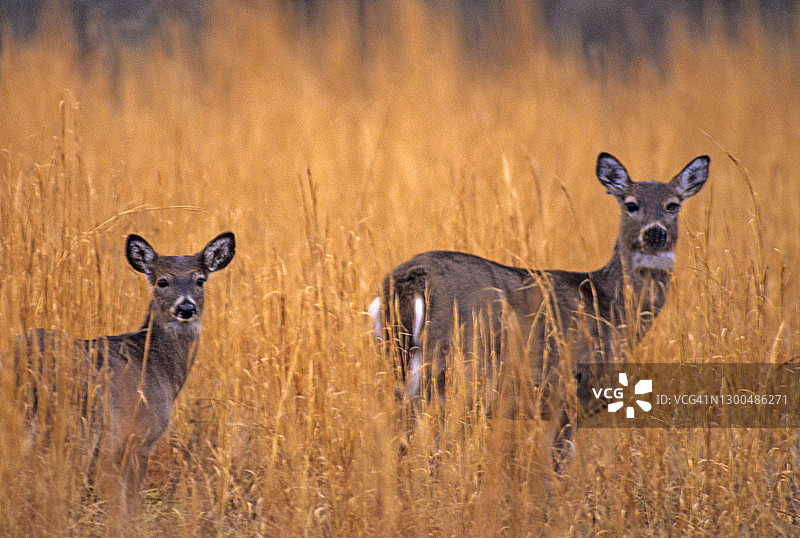 在田纳西州大雾山国家公园卡德斯湾的白尾鹿图片素材