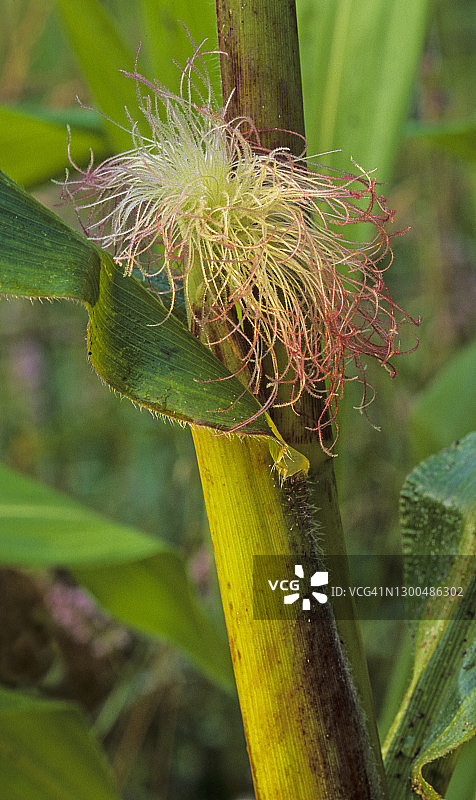玉米穗，雌花的花丝是柱头图片素材