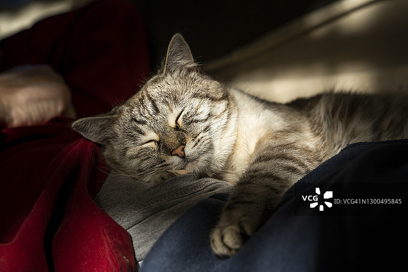家里的虎斑猫在男人肚子上睡觉的特写图片素材