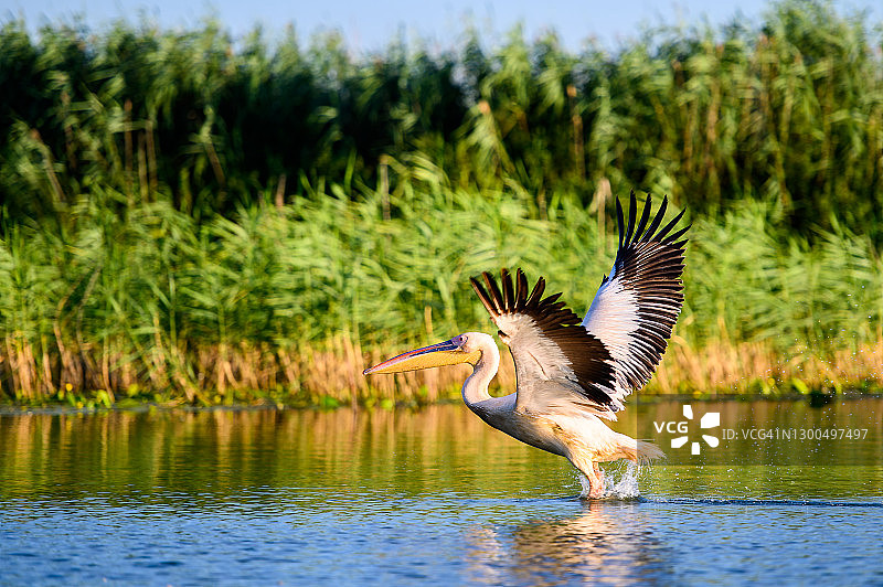 多瑙河三角洲的鹈鹕图片素材