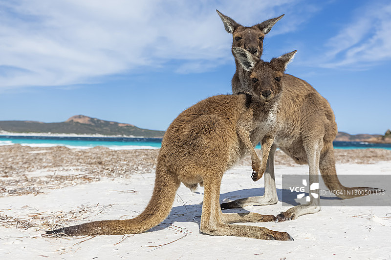沙滩上的西部灰大袋鼠图片素材