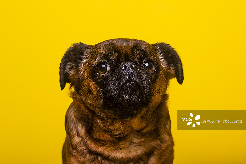 黄色背景下的布鲁塞尔格里芬犬图片素材