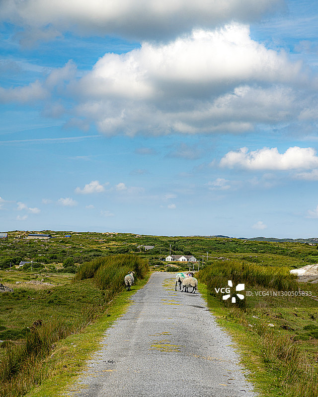 田野中道路上的绵羊图片素材