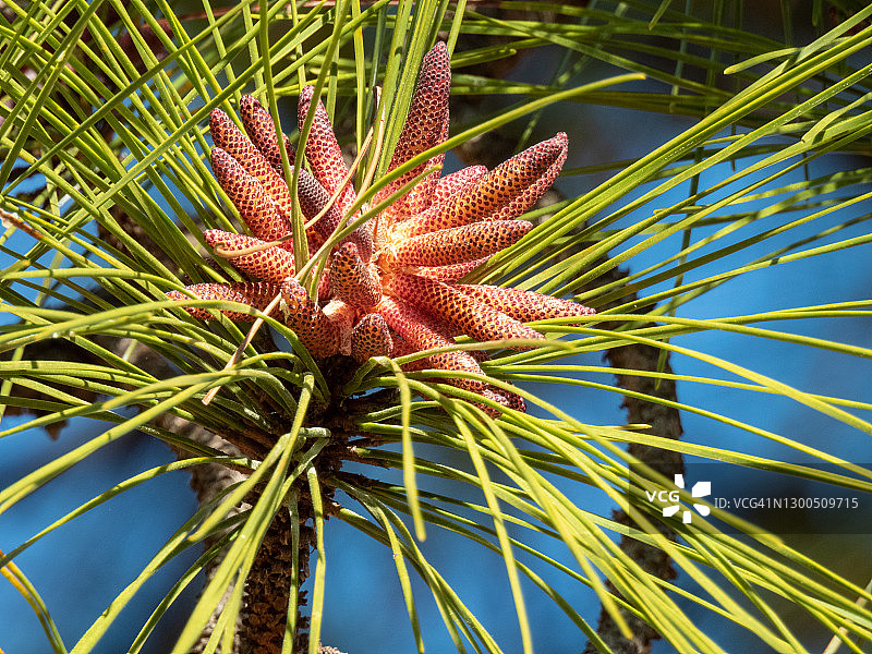 长叶松球果图片素材