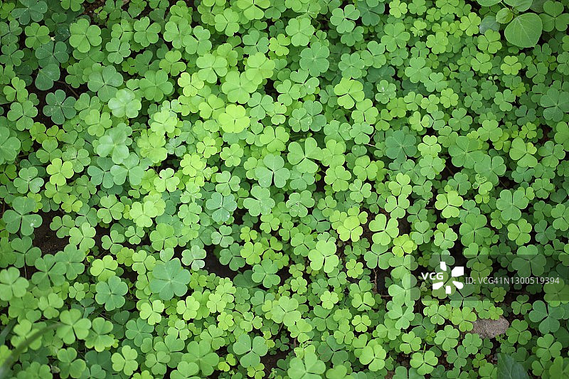 用于背景的美丽三叶草图片素材