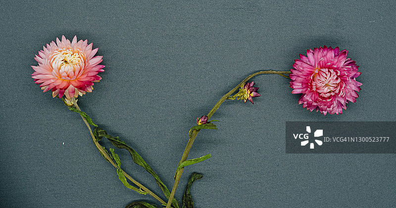 蓝色背景上排列着美丽的粉色花朵图片素材