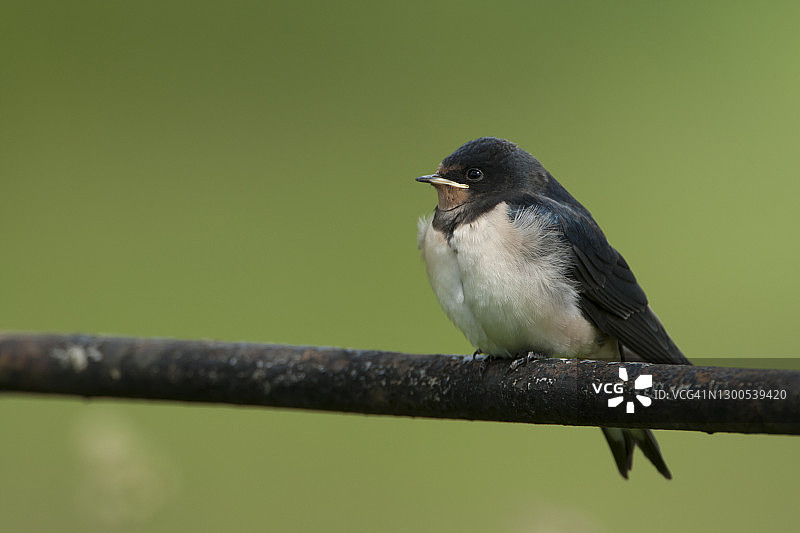成年燕子停留在金属围栏上图片素材