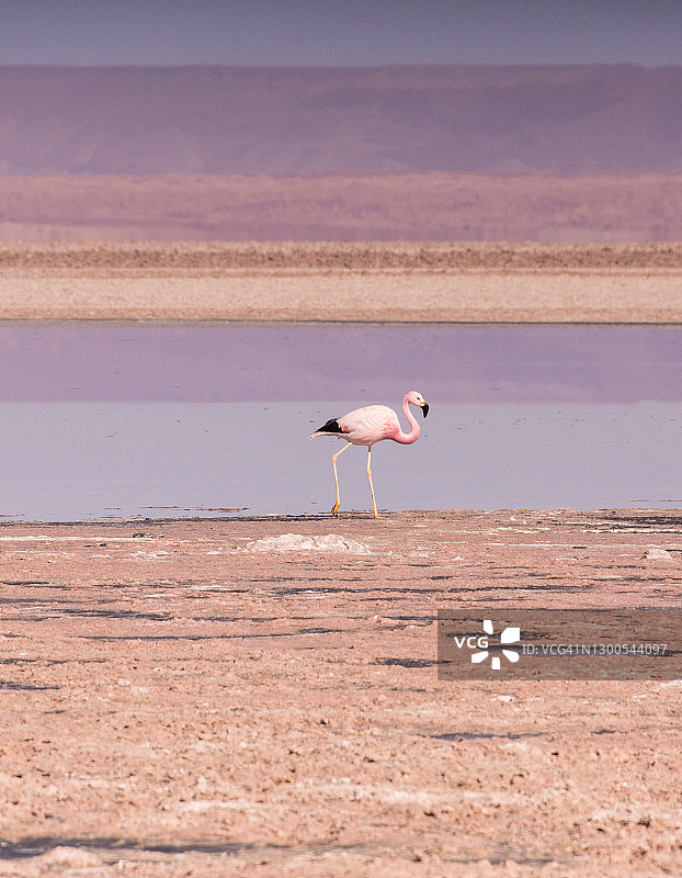 智利查克萨泻湖岸边的粉色火烈鸟图片素材