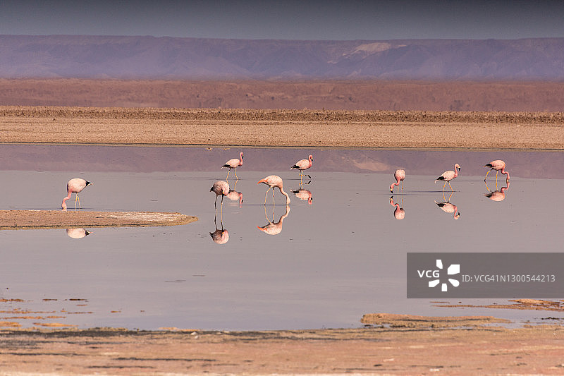 在智利阿塔卡马盐滩查克萨泻湖行走觅食的粉色火烈鸟。图片素材