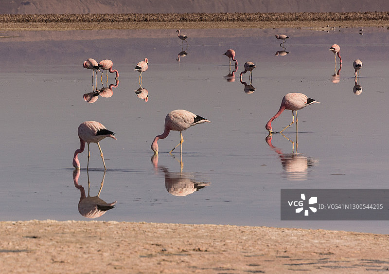 智利阿塔卡马盐湖的安第斯火烈鸟群图片素材