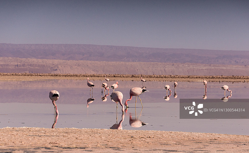 火烈鸟的家园：阿塔卡马盐湖查克萨湖，智利图片素材