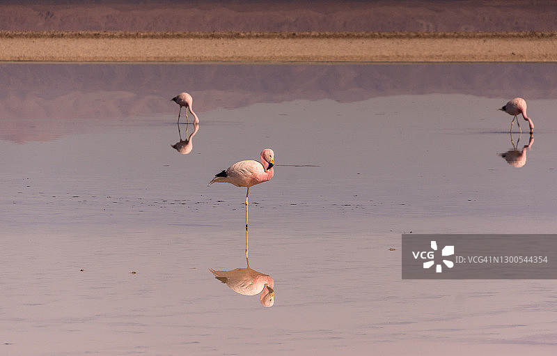 三只安第斯火烈鸟及其倒影，Laguna Chaxa，阿塔卡马盐湖图片素材