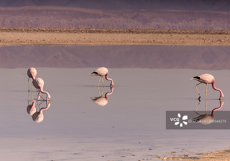 在智利阿塔卡马盐湖Chaxa泻湖中觅食的四只火烈鸟图片素材