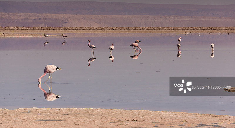 阿塔卡马盐湖查克萨泻湖的火烈鸟群图片素材