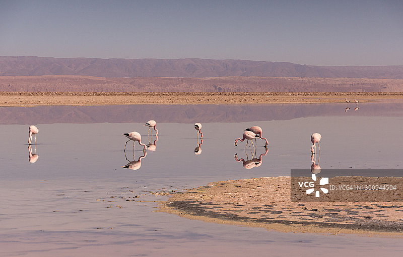 智利阿塔卡马盐湖中火烈鸟的倒影图片素材