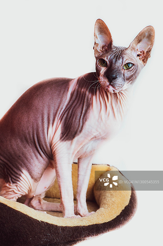 斯芬克斯猫图片素材