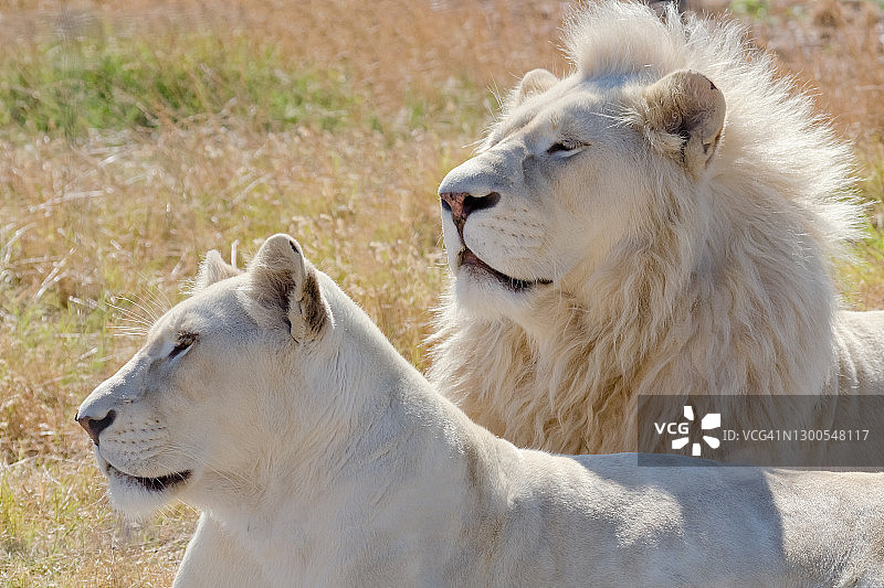 白色狮子图片素材