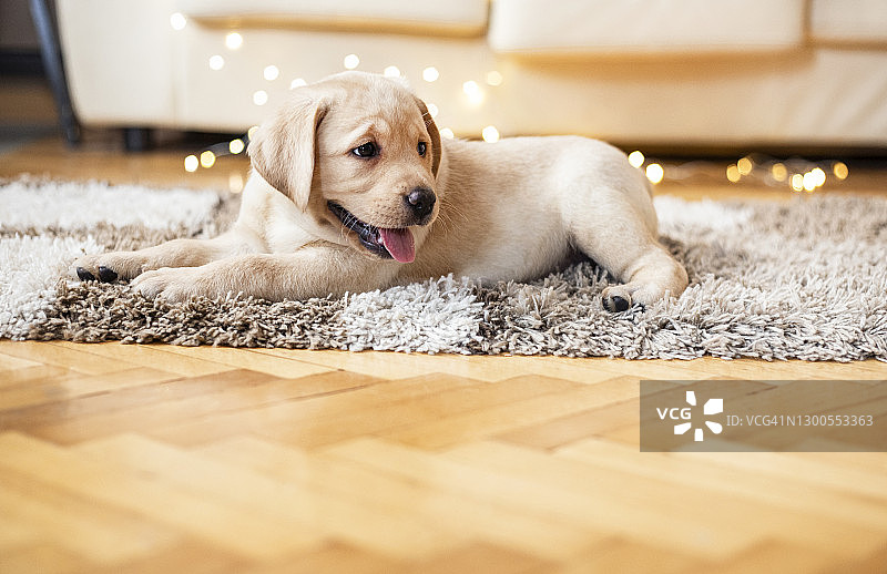 家中的小狗图片素材