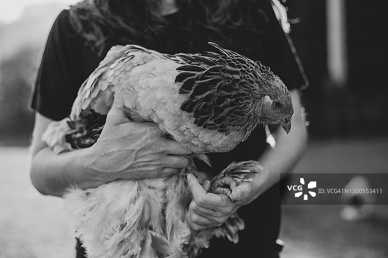 一位女士抱着一只母鸡图片素材