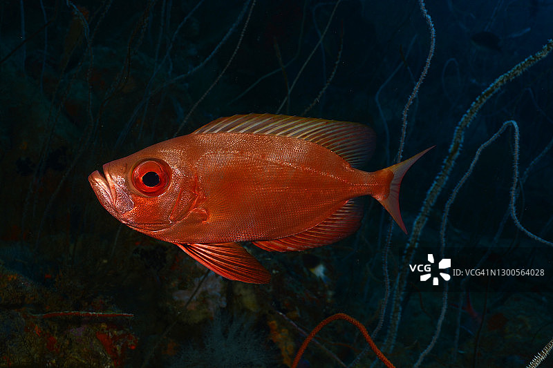 大眼睛图片素材