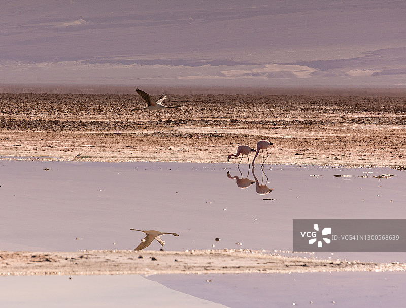 一只火烈鸟在飞行，另两只在觅食。智利阿塔卡马盐湖图片素材