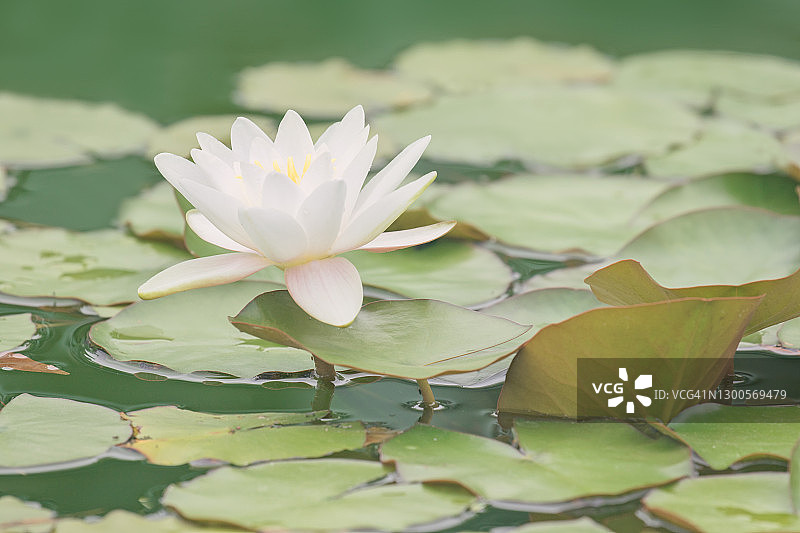 白色的睡莲图片素材