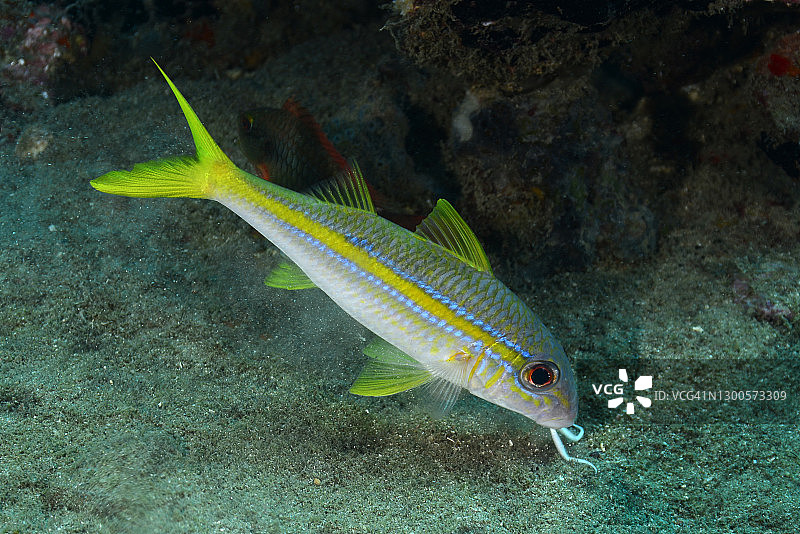 黄色副绯鲤图片素材