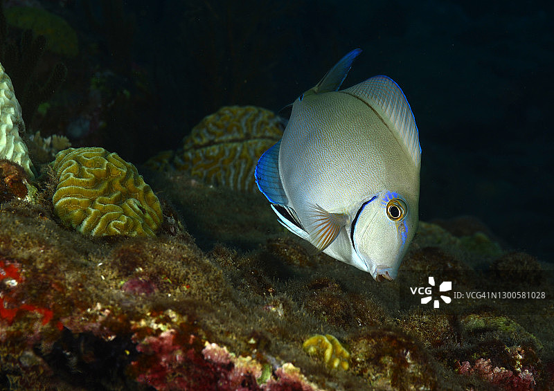 刺尾鱼图片素材